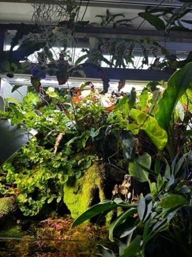 水草水槽一式、写真に写ってる物全て 2024 