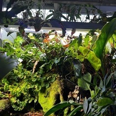 水草水槽一式、写真に写ってる物全て