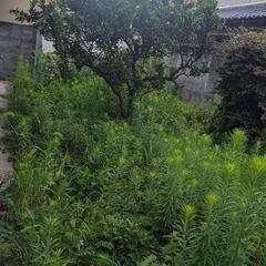 草刈り　除草剤　　雑草処理代金は無料です