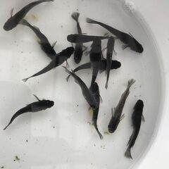 （決まりました）ブラックダイアの稚魚～若魚２０匹＋α　１､０００円②