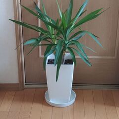 (決まりました😅)ユッカ鉢植え(高さ約８０幅約７０)🌿