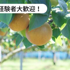 【単発/短期求人】広島県世羅郡世羅町で梨の収穫作業、運搬、販売、...