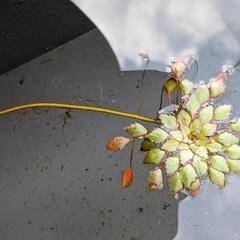 綺麗な水草 7月14日までの受付