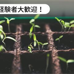 愛媛県宇和島市津島町で接木苗の植込み、苗の移動、出荷作業全…