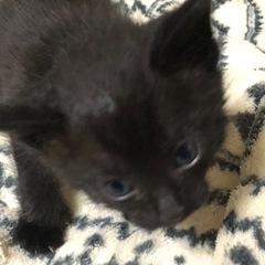 小さな黒猫① デネブくん