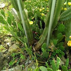 【終了】柱サボテン 希少品種 極超耐寒性 開花株 木質化