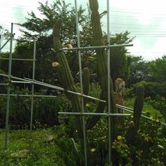 【終了】柱サボテン 希少品種 極超耐寒性 開花株 木質化