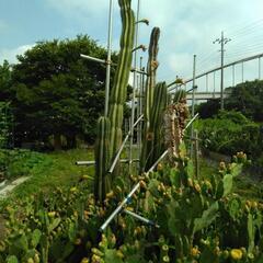 終了】柱サボテン 希少品種 極超耐寒性 開花株 木質化