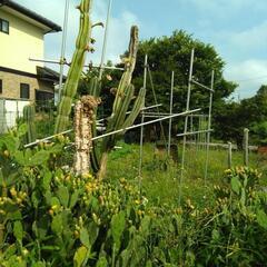 終了】柱サボテン 希少品種 極超耐寒性 開花株 木質化