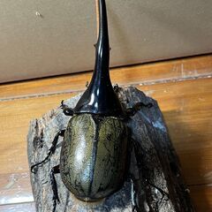 ヘラクレスオオカブトペア　オス142ｍｍ未後食　メス68ｍｍ