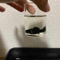 モーリーと水草　　