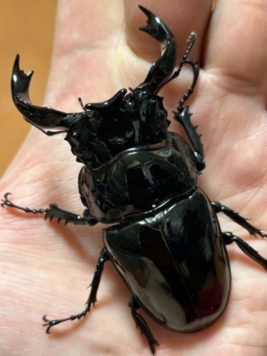 【完了】タランドゥスオオツヤクワガタ　ペア　♂82㍉♀53㍉