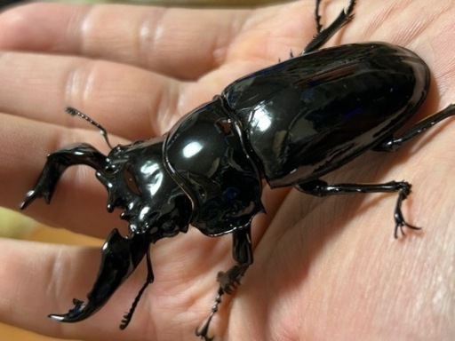 完了】タランドゥスオオツヤクワガタ ペア ♂82㍉♀53㍉