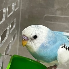 セキセイインコを探しています