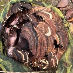 蜂の巣駆除いたします スズメバチ アシナガバチ ミツバチ