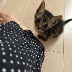 とても可愛い子猫です。