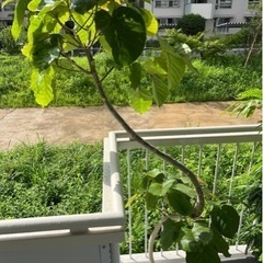 【ネット決済】大型観葉植物　ウンベラータ　約2m  10号鉢