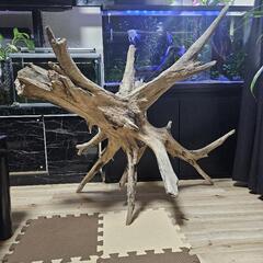 【流木2個セット】手渡し　大型流木 アクアリウム 流木 ーVer2ー 形状お任せタイプ 21?25c - メルカリ