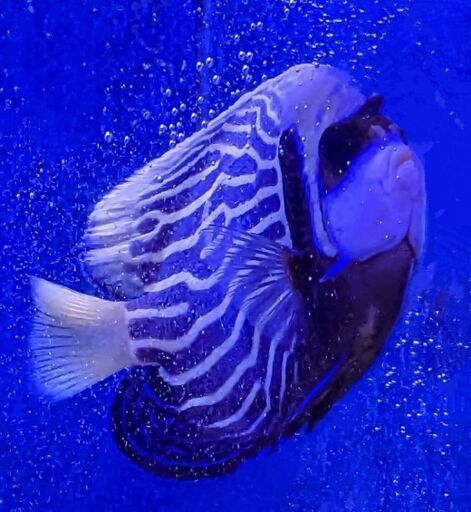 §◆§◆§◆§タテキンと小型海水魚§◆§◆§◆§