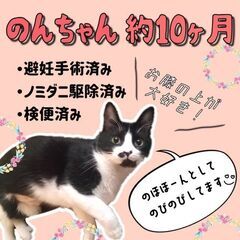 生後11ヶ月位　ゴロスリ甘えん坊のオレオちゃん【7月9日(日曜日...