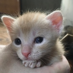 6月生まれのカワイイ子猫