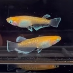 【発色最高👌】AZUMA直系深紅のデーンモルフォ幼魚1ペア