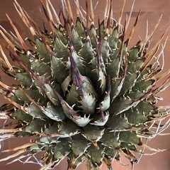 アガベ　エボリ