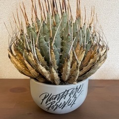 アガベ　エボリ