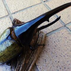 ヘラクレスヘラクレス♂147mm1頭