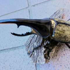 ヘラクレスヘラクレス♂147mm1頭