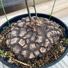 塊根 植物 亀甲竜 メキシコ塊根植物