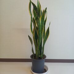 サンスベリア　120cm 　 観葉植物