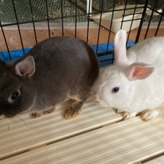 ミニウサギ2匹