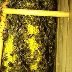 養蜂仲間の再投稿です🐝