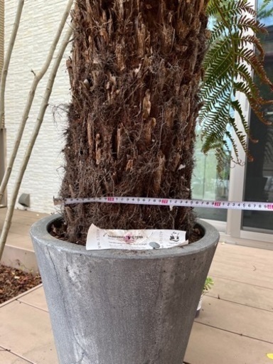 ディクソニア 極太 引き取り限定