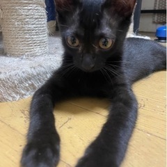 【里親募集中】🐱💕