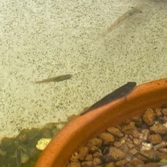 公園の池で採れたハゼみたいな魚　ヨシノボリ？