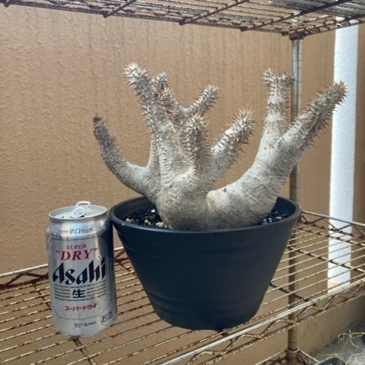 塊根　塊根植物　デンシフローラム値下げしました。