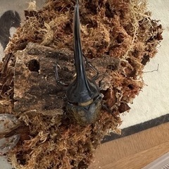 ヘラクレスオオカブト♂♀ペア