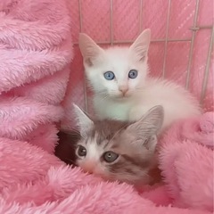 ⚽️🐈‍⬛真っ白青い瞳の仔猫🐈‍⬛⚽️譲渡