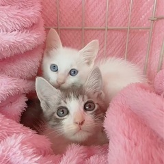 ⚽️🐈‍⬛真っ白青い瞳の仔猫🐈‍⬛⚽️譲渡 - 猫