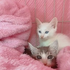 ⚽️🐈‍⬛真っ白青い瞳の仔猫🐈‍⬛⚽️譲渡 - 大分市