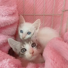 ⚽️🐈‍⬛真っ白青い瞳の仔猫🐈‍⬛⚽️譲渡 − 大分県