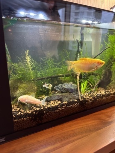 水槽　魚　木と石　ライトセット　ガラス