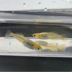 調整中 メダカ　レモンスカッシュ　稚魚　