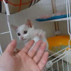 イケメン白猫くん − 福岡県