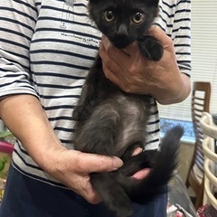 黒猫のオス3ヶ月くらいです！
