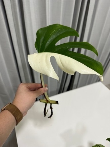 モンステラホワイトタイガー ハ ーフムーン 観葉植物