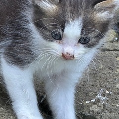 野良ちゃんです！里親募集しております。