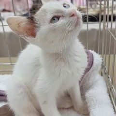 🌸🐈　白黒トビ柄の仔猫　🐈🌸譲渡の画像